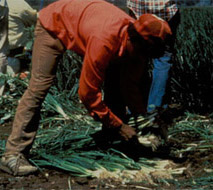 Onion Worker