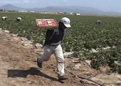 Farm worker carrying a box.