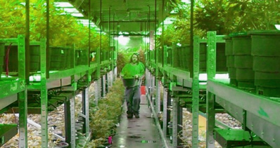 Cannabis plants being grown in a greenhouse.