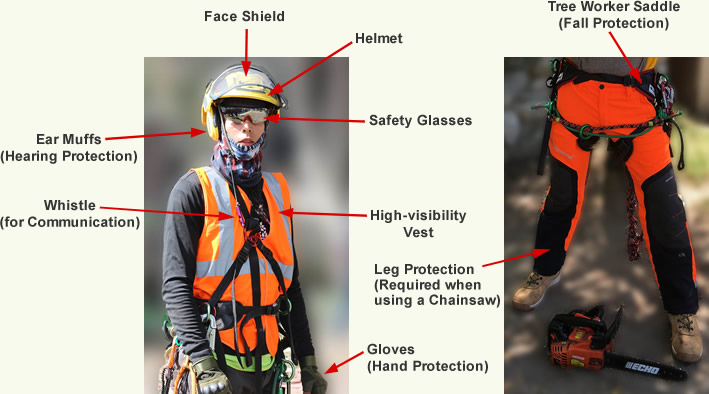 Illustration of personal tree work safety equipment.