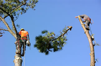 Workers high up in trees with chainsaws.