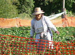 Lady working in the heat with loose clothing