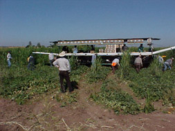 People working outdoors in the heat