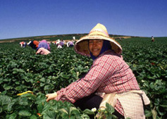 Farm worker with protective clothing.