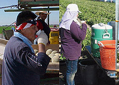 Farm workers drinking water.