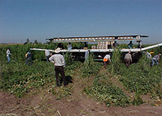 Farm Workers in a field