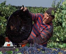 Grape Harvest Dump Clark