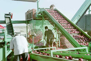 Two workers operating outdoor fruit packing equipment