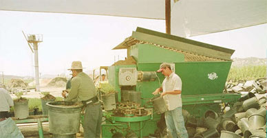 Two guys working in an outdoor nursery