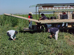 People working outdoors in the heat