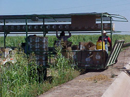 Drinking water in shaded area