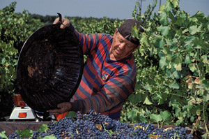 worker picking grapes.