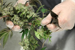 Cannabis plant held in someone's hand.