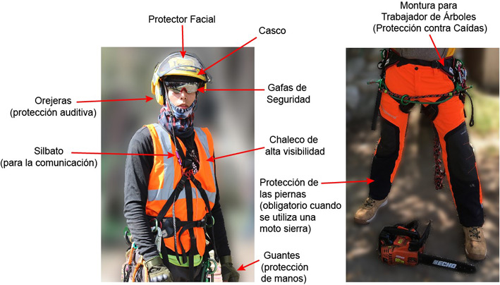 Equipo de seguridad para trabajo con árboles y equipo de protección personal.