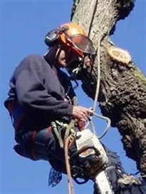 Close up of a worker in a tree with a chainsaw.